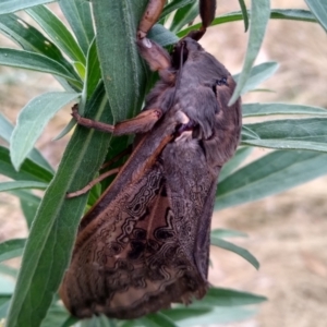 Abantiades atripalpis at Gundaroo, NSW - 22 Feb 2022 11:33 AM