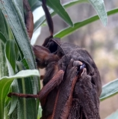 Abantiades atripalpis at Gundaroo, NSW - 22 Feb 2022 11:33 AM