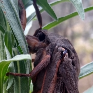 Abantiades atripalpis at Gundaroo, NSW - 22 Feb 2022 11:33 AM