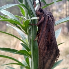 Abantiades atripalpis at Gundaroo, NSW - 22 Feb 2022 11:33 AM