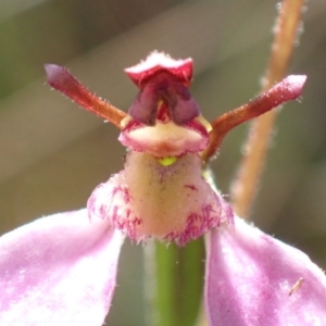 Eriochilus cucullatus at Cook, ACT - suppressed