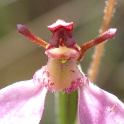 Eriochilus cucullatus (Parson's Bands) at Aranda Bushland - 13 Mar 2022 by drakes