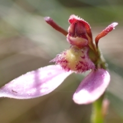 Eriochilus cucullatus at Cook, ACT - suppressed