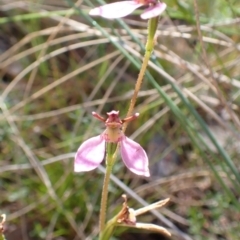 Eriochilus cucullatus at Cook, ACT - suppressed