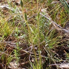 Eriochilus cucullatus at Cook, ACT - suppressed