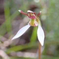 Eriochilus cucullatus at Cook, ACT - suppressed