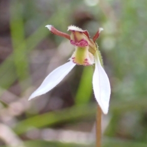 Eriochilus cucullatus at Cook, ACT - suppressed