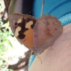 Heteronympha merope (Common Brown Butterfly) at Aranda Bushland - 13 Mar 2022 by drakes
