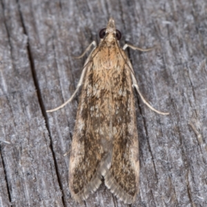 Achyra affinitalis at Melba, ACT - 15 Jan 2022 10:45 PM