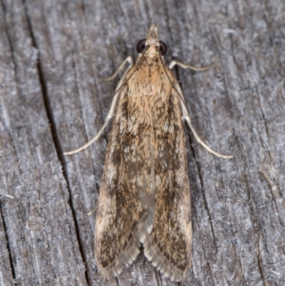 Achyra affinitalis (Cotton Web Spinner, Pyraustinae) at Melba, ACT - 15 Jan 2022 by kasiaaus