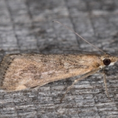 Achyra affinitalis at Melba, ACT - 15 Jan 2022 10:45 PM