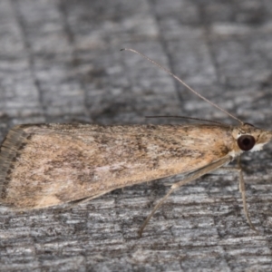 Achyra affinitalis at Melba, ACT - 15 Jan 2022 10:45 PM