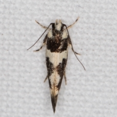Macrobathra (genus) (A cosmet moth) at Melba, ACT - 15 Jan 2022 by kasiaaus
