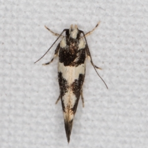 Macrobathra (genus) at Melba, ACT - 15 Jan 2022