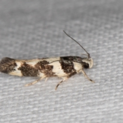 Macrobathra (genus) at Melba, ACT - 15 Jan 2022