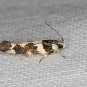 Macrobathra (genus) at Melba, ACT - 15 Jan 2022