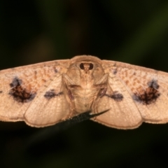 Aglaopus pyrrhata (Leaf Moth) at Melba, ACT - 15 Jan 2022 by kasiaaus