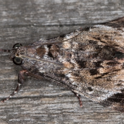 Salma pyrastis (A Pyralid moth (Epipaschiinae subfam.)) at Melba, ACT - 15 Jan 2022 by kasiaaus