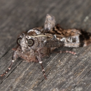 Salma pyrastis at Melba, ACT - 15 Jan 2022 10:55 PM