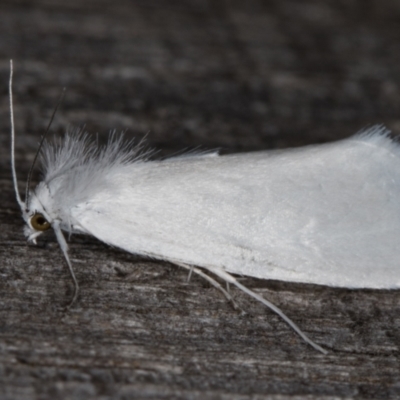 Tipanaea patulella (A Crambid moth) at Melba, ACT - 15 Jan 2022 by kasiaaus