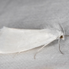 Tipanaea patulella at Melba, ACT - 15 Jan 2022