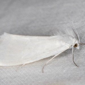 Tipanaea patulella at Melba, ACT - 15 Jan 2022 11:23 PM