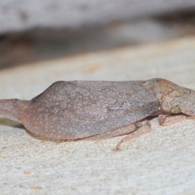 Ledromorpha planirostris (A leafhopper) at Black Mountain - 14 Mar 2022 by Harrisi