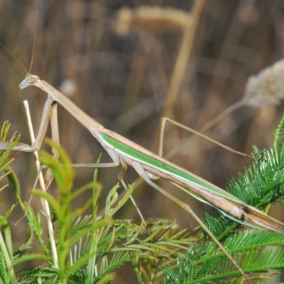 Tenodera australasiae (Purple-winged mantid) at Black Mountain - 12 Mar 2022 by Harrisi