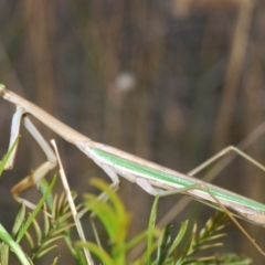 Tenodera australasiae at Bruce, ACT - 12 Mar 2022