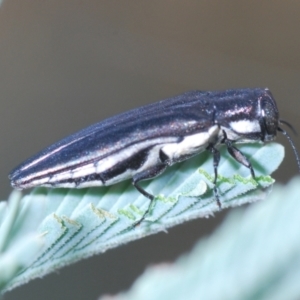 Agrilus hypoleucus at Stromlo, ACT - 13 Mar 2022 06:19 PM