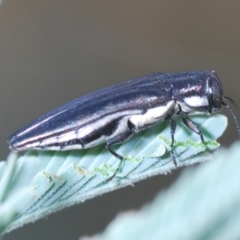 Agrilus hypoleucus (Hypoleucus jewel beetle) at Stromlo, ACT - 13 Mar 2022 by Harrisi
