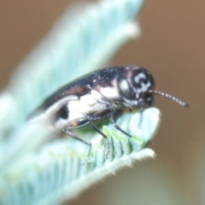 Agrilus hypoleucus at Stromlo, ACT - 13 Mar 2022 06:19 PM