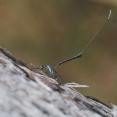 Gasteruption sp. (genus) (Gasteruptiid wasp) at Black Mountain - 14 Mar 2022 by Harrisi