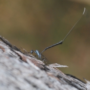 Gasteruption sp. (genus) at Aranda, ACT - 14 Mar 2022