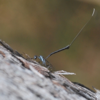 Gasteruption sp. (genus) (Gasteruptiid wasp) at Black Mountain - 14 Mar 2022 by Harrisi