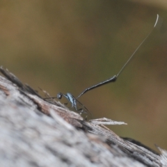 Gasteruption sp. (genus) (Gasteruptiid wasp) at Aranda, ACT - 14 Mar 2022 by Harrisi