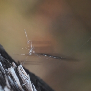 Gasteruption sp. (genus) at Aranda, ACT - 14 Mar 2022