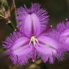 Thysanotus tuberosus (Common Fringe-lily) at Paddys River, ACT - 15 Mar 2022 by TimL