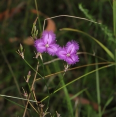 Thysanotus tuberosus at Paddys River, ACT - 15 Mar 2022