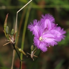 Thysanotus tuberosus at Paddys River, ACT - 15 Mar 2022