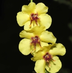 Verbascum virgatum (Green Mullein) at Gibraltar Pines - 15 Mar 2022 by TimL