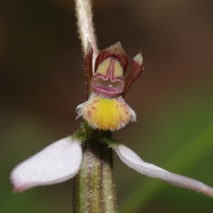 Eriochilus cucullatus at Paddys River, ACT - 15 Mar 2022