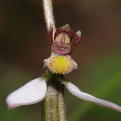 Eriochilus cucullatus (Parson's Bands) at Tidbinbilla Nature Reserve - 15 Mar 2022 by TimL