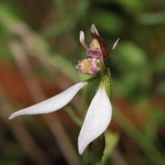 Eriochilus cucullatus at Paddys River, ACT - 15 Mar 2022