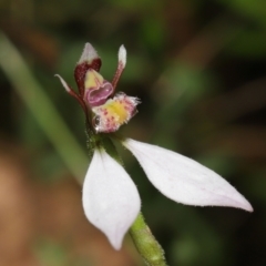 Eriochilus cucullatus at Paddys River, ACT - 15 Mar 2022