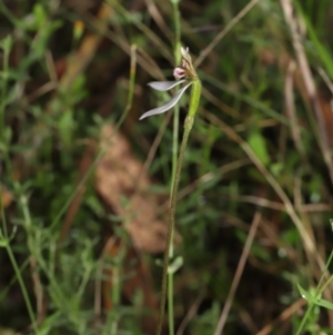 Eriochilus cucullatus at Paddys River, ACT - 15 Mar 2022