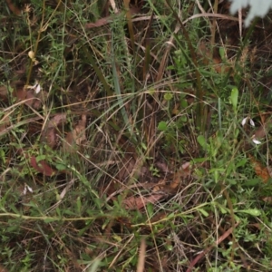 Eriochilus cucullatus at Paddys River, ACT - 15 Mar 2022