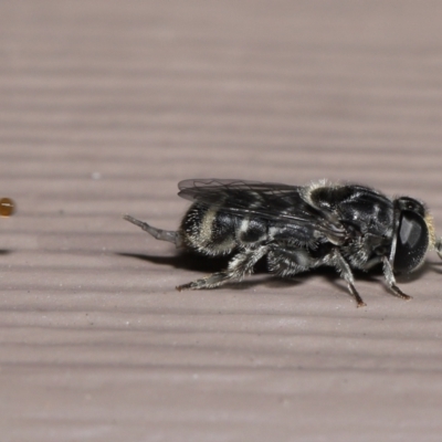 Eumerus sp. (genus) (A hoverfly) at Evatt, ACT - 15 Mar 2022 by TimL