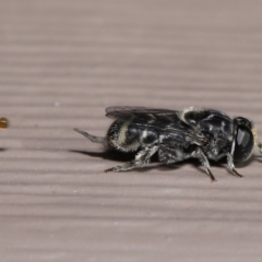 Unidentified True fly (Diptera) (TBC) at Evatt, ACT - 15 Mar 2022 by TimL