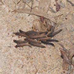 Perginae sp. (subfamily) at Paddys River, ACT - 15 Mar 2022